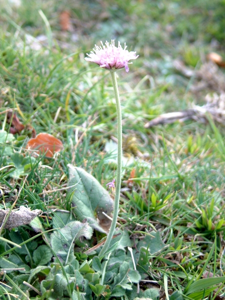 Knautia purpurea / Ambretta purpurea